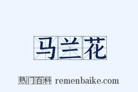 马兰花是什么意思的图片